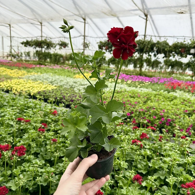 Pelargonia Sunflorix Dark Red Ciemnoczerwona pełna półzwisająca #3