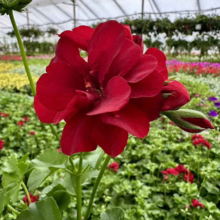 Pelargonia Sunflorix Dark Red Ciemnoczerwona pełna półzwisająca #4