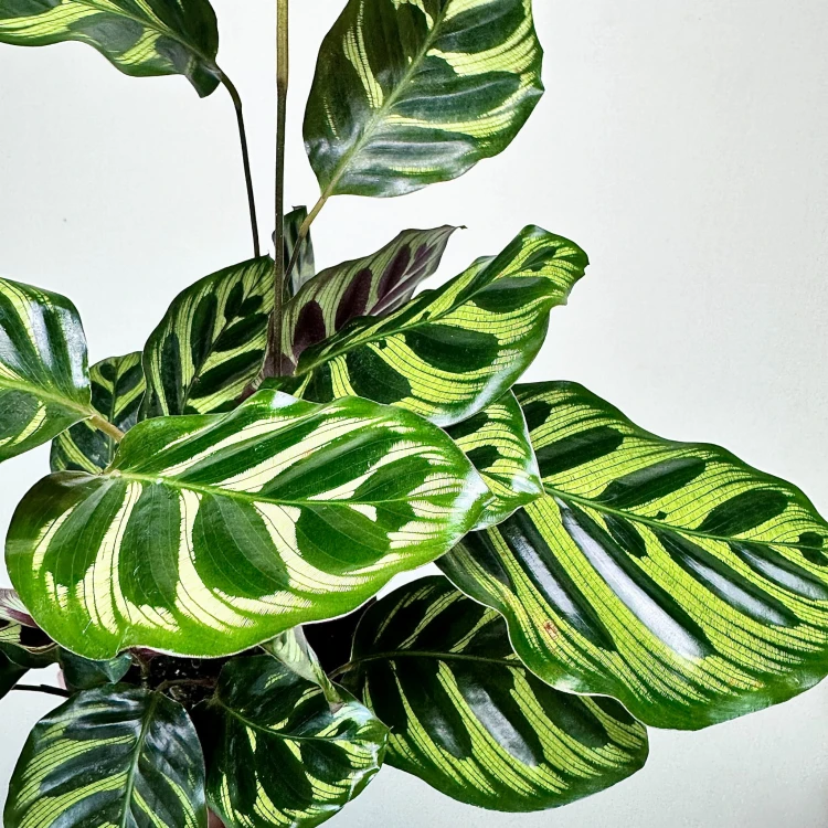 Calathea Makoyana Kalatea Makoya P14 #4