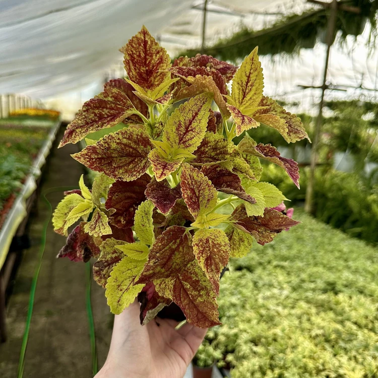 Koleus zółto-czerwony Coleus Pokrzywka Ozdobna #3