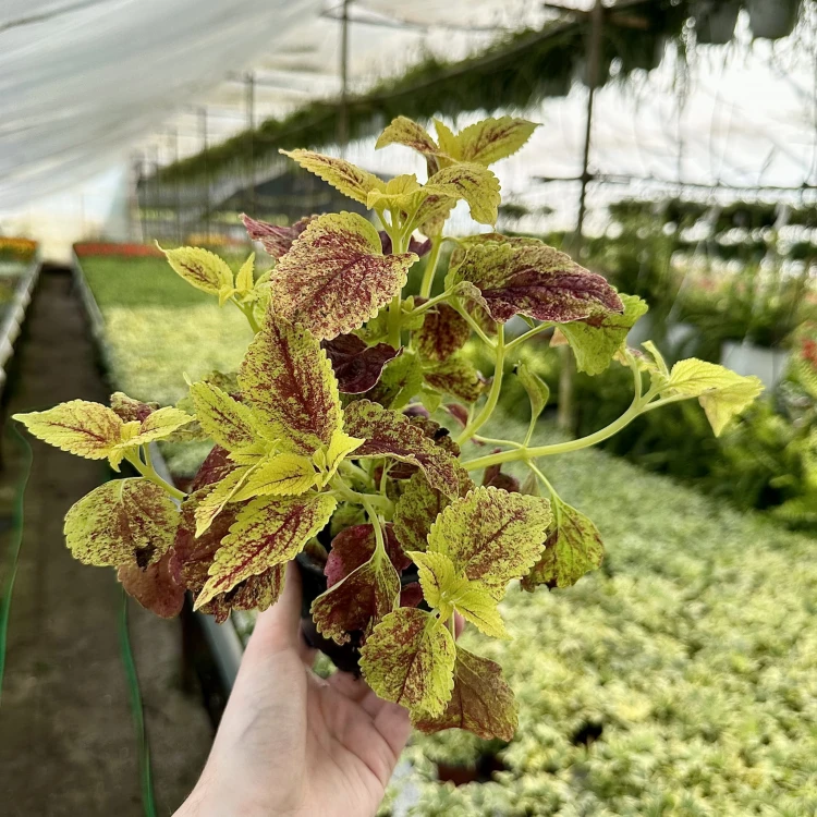 Koleus zółto-czerwony Coleus Pokrzywka Ozdobna #4