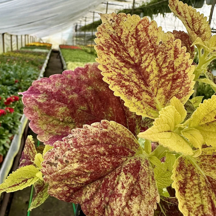 Koleus zółto-czerwony Coleus Pokrzywka Ozdobna #5