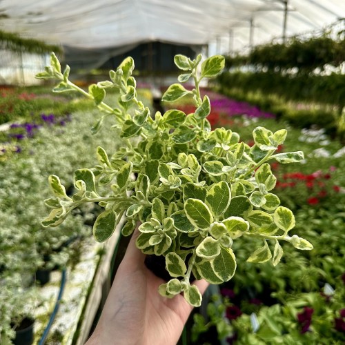 Kocanka ogrodowa włochata Helichrysum Rondello #1