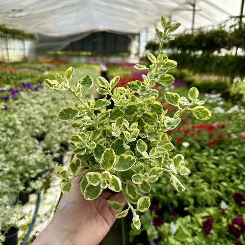Kocanka ogrodowa włochata Helichrysum Rondello #2