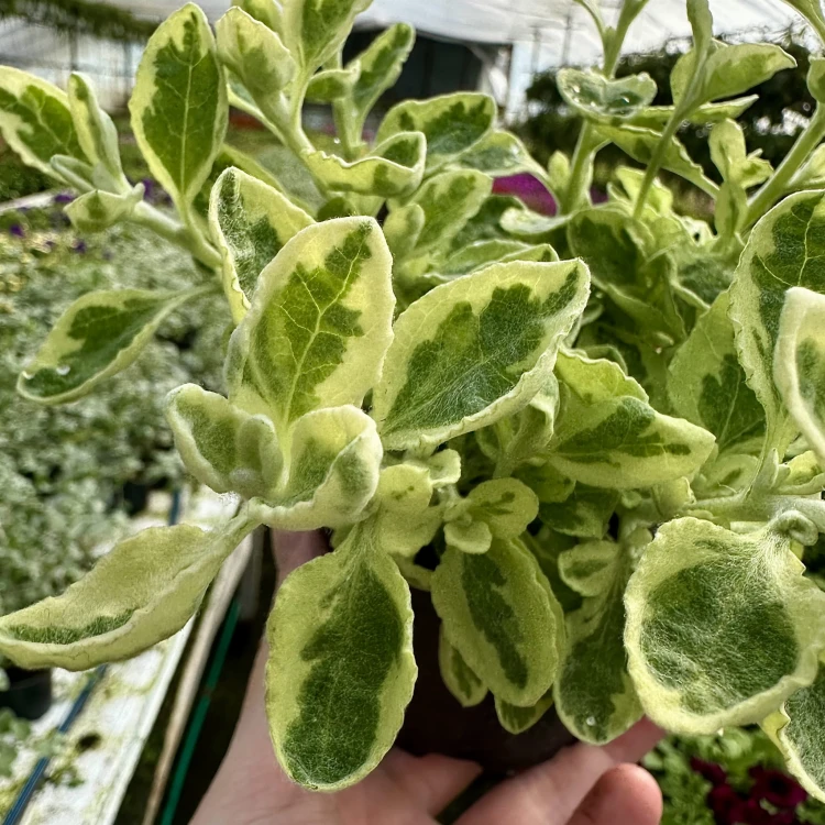 Kocanka ogrodowa włochata Helichrysum Rondello #3