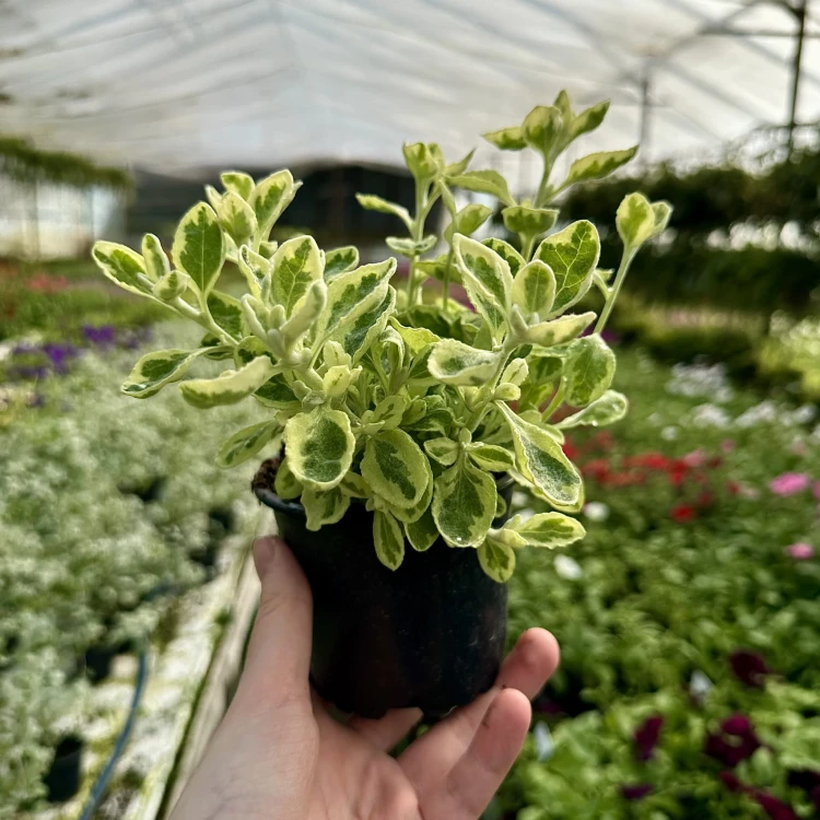 Kocanka ogrodowa włochata Helichrysum Rondello #4