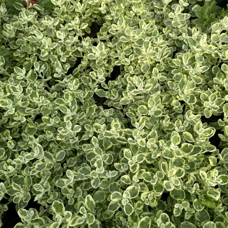 Kocanka ogrodowa włochata Helichrysum Rondello #5