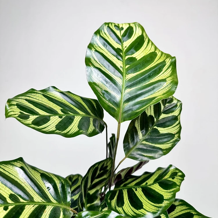 Calathea Makoyana Kalatea Makoya P14 #5