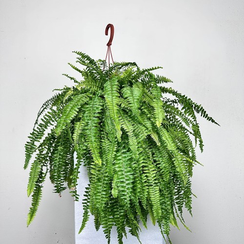 Paproć Boston Nephrolepis P19 wisząca #1