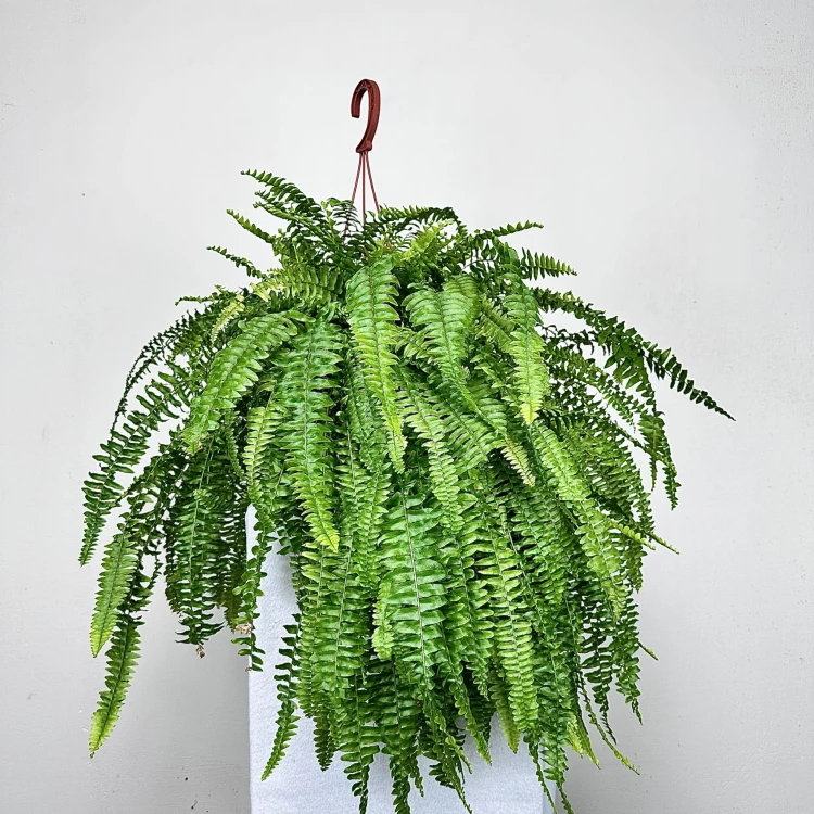 Paproć Boston Nephrolepis P19 wisząca #1