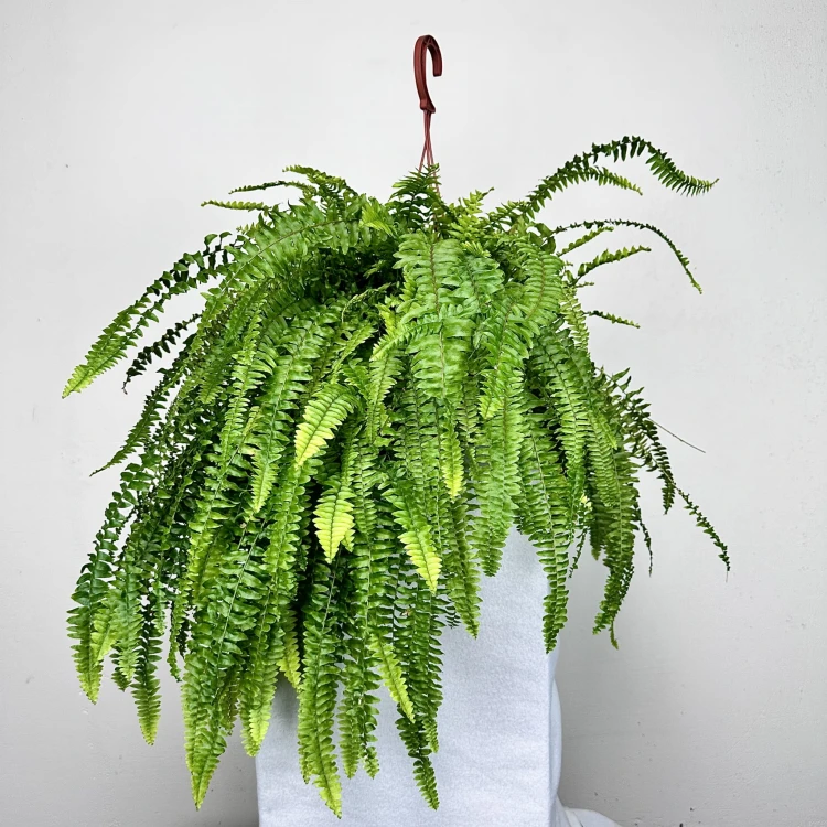 Paproć Boston Nephrolepis P19 wisząca #4