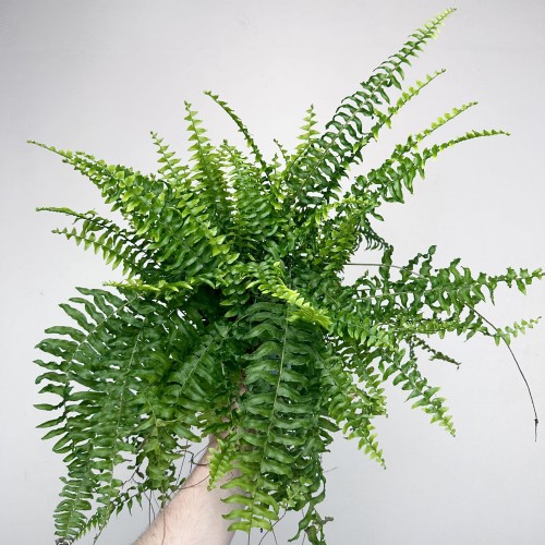 Paproć Boston Nephrolepis P12 #1