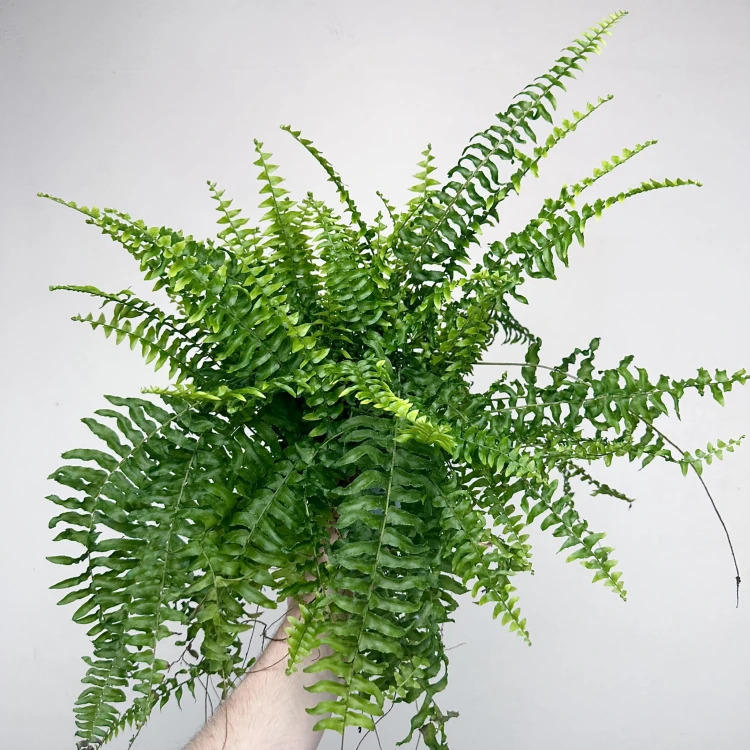 Paproć Boston Nephrolepis P12 #1