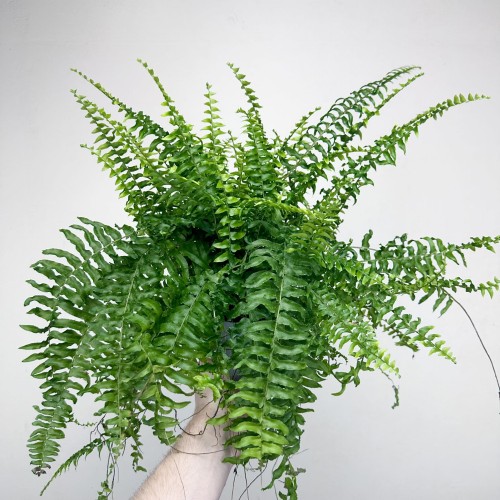 Paproć Boston Nephrolepis P12 #2