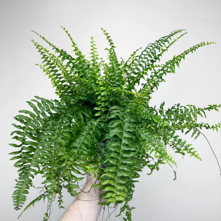 Paproć Boston Nephrolepis P12 #2