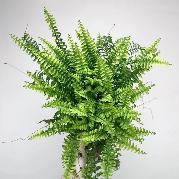 Paproć Boston Nephrolepis P12 #3