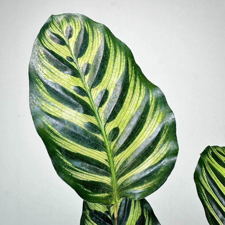 Calathea Makoyana Kalatea Makoya P14 #6