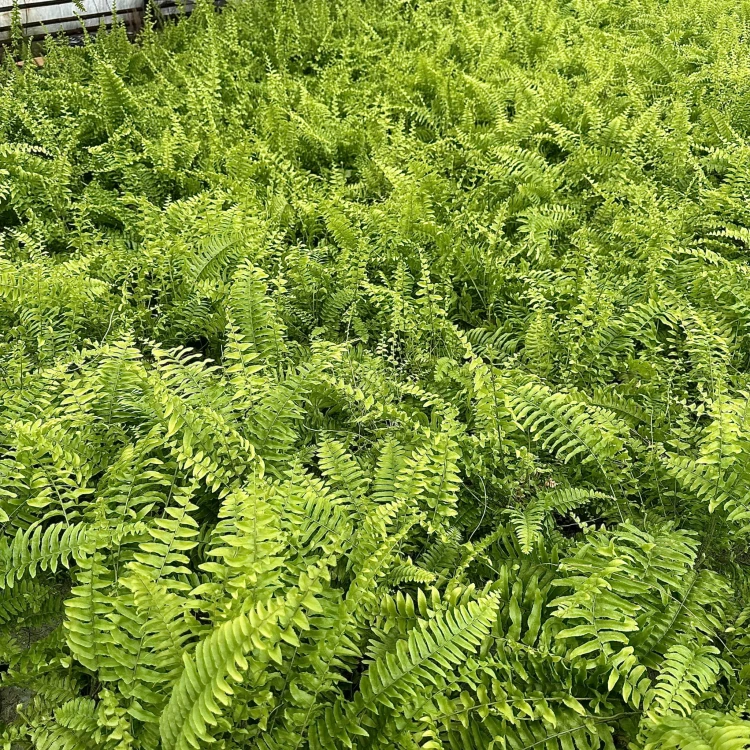 Paproć Boston Nephrolepis P12 #5