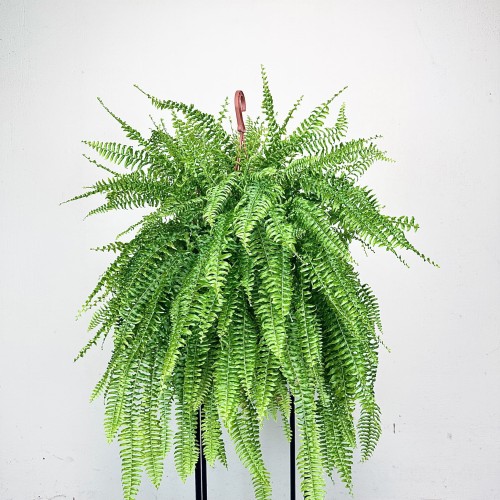 Paproć Boston Nephrolepis P22 wisząca #1