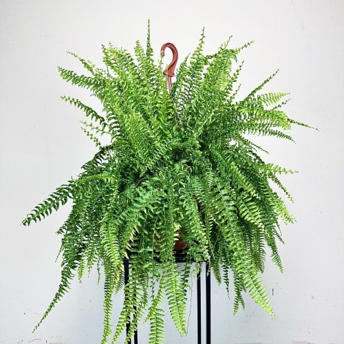 Paproć Boston Nephrolepis P22 wisząca #2