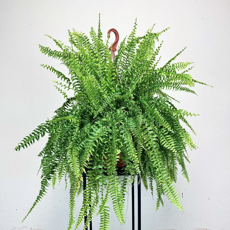Paproć Boston Nephrolepis P22 wisząca #2