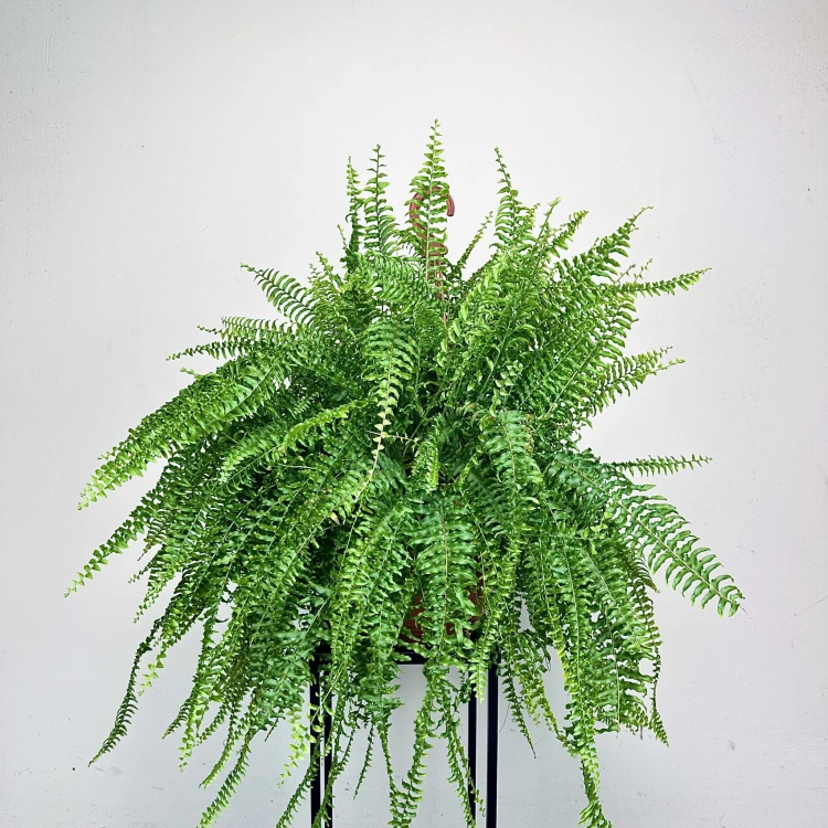 Paproć Boston Nephrolepis P22 wisząca #3
