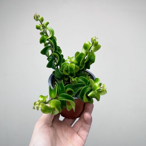 Aeschynanthus Rasta Eszynanthus P9 #1