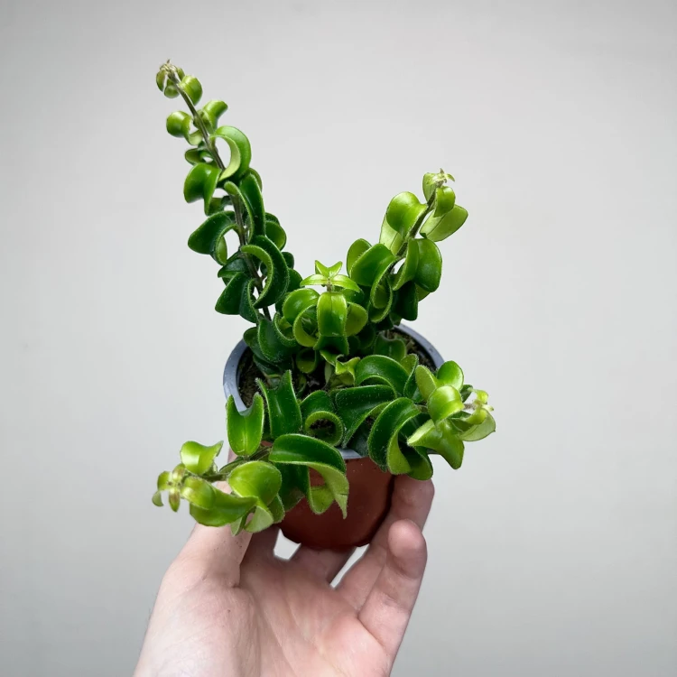 Aeschynanthus Rasta Eszynanthus P9 #1