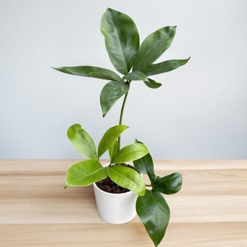 Philodendron Fun Bun Filodendron P11 #1