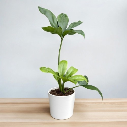 Philodendron Fun Bun Filodendron P11 #2