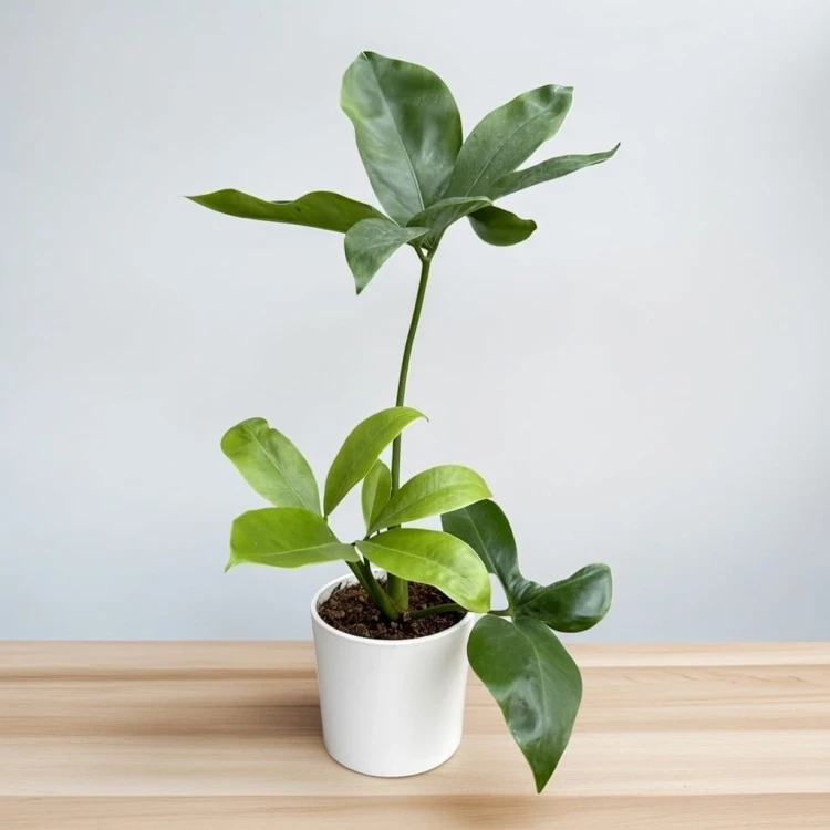 Philodendron Fun Bun Filodendron P11 #3