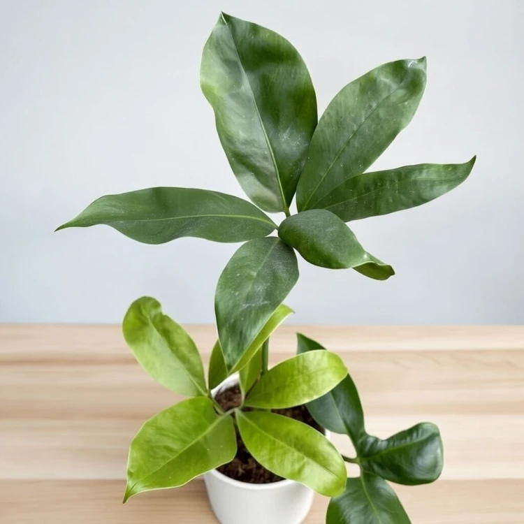 Philodendron Fun Bun Filodendron P11 #4