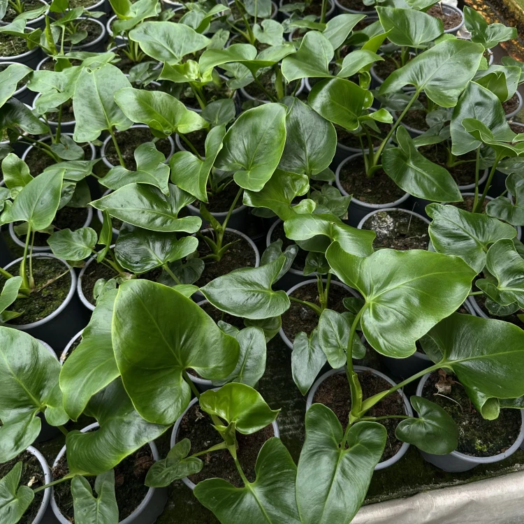 Philodendron Fun Bun Filodendron P11 #6