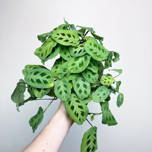 Maranta Leuconeura Kerchoveana P12 #1
