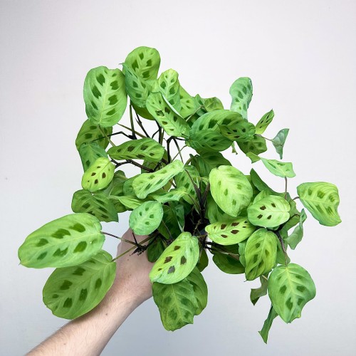 Maranta Leuconeura Kerchoveana P12 #2