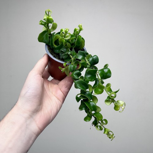 Aeschynanthus Rasta Eszynanthus P9 #2