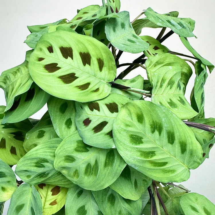 Maranta Leuconeura Kerchoveana P12 #3