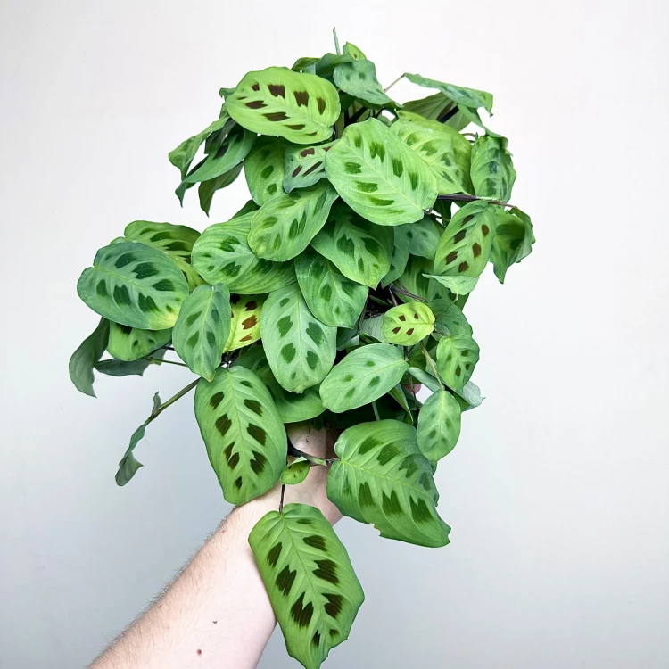 Maranta Leuconeura Kerchoveana P12 #4