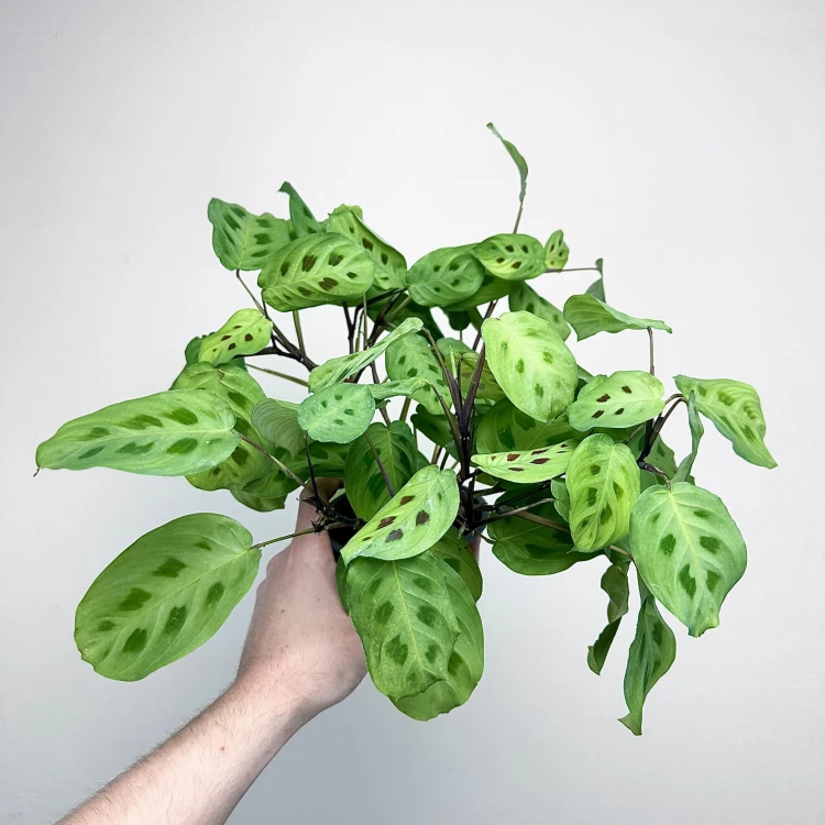 Maranta Leuconeura Kerchoveana P12 #5