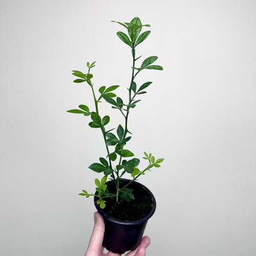 Pomarańcza trójlistkowa Poncirus trifoliata Poncyria  #1