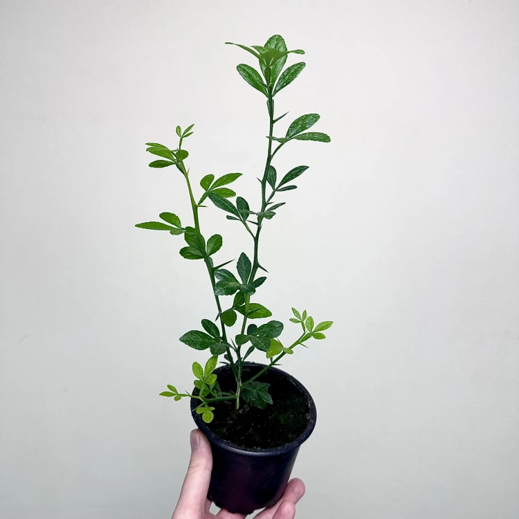 Pomarańcza trójlistkowa Poncirus trifoliata Poncyria  #1
