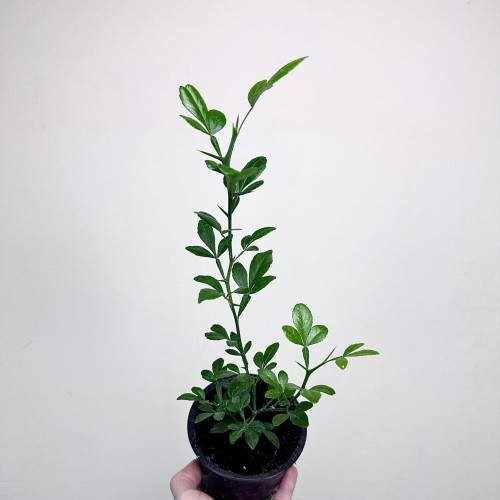 Pomarańcza trójlistkowa Poncirus trifoliata Poncyria  #2