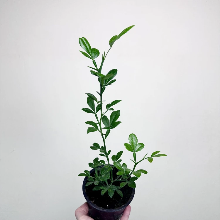 Pomarańcza trójlistkowa Poncirus trifoliata Poncyria  #2
