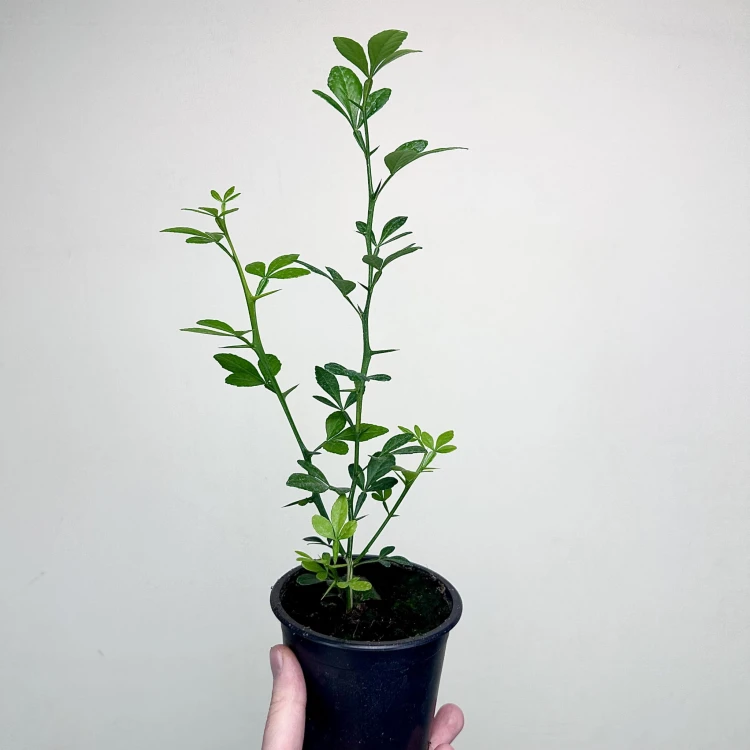 Pomarańcza trójlistkowa Poncirus trifoliata Poncyria  #3