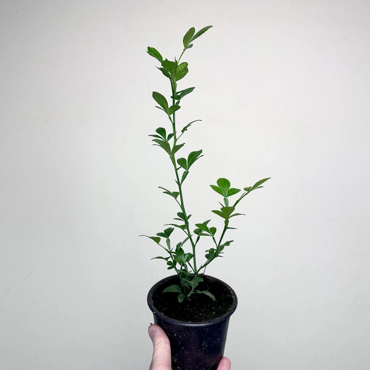 Pomarańcza trójlistkowa Poncirus trifoliata Poncyria  #4