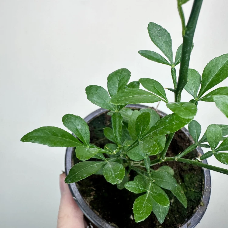 Pomarańcza trójlistkowa Poncirus trifoliata Poncyria  #5