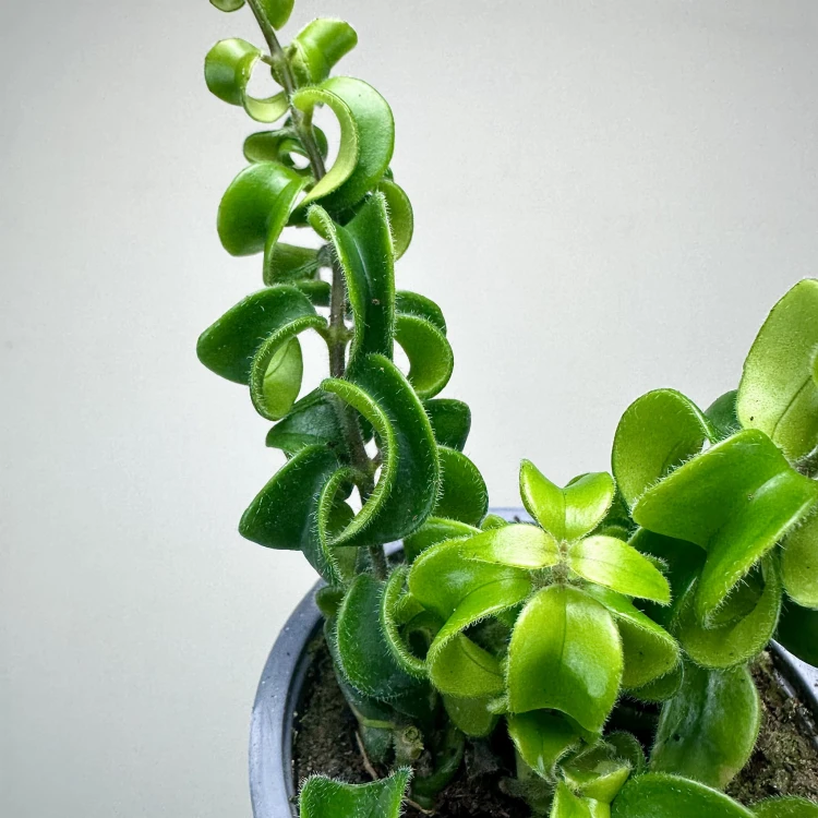 Aeschynanthus Rasta Eszynanthus P9 #3
