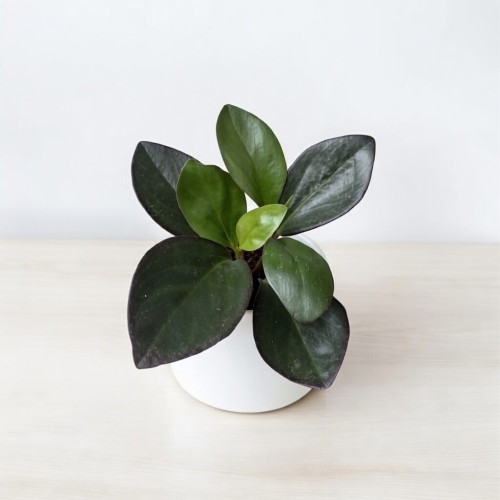 Peperomia clusiifolia Red Margin P9 #1