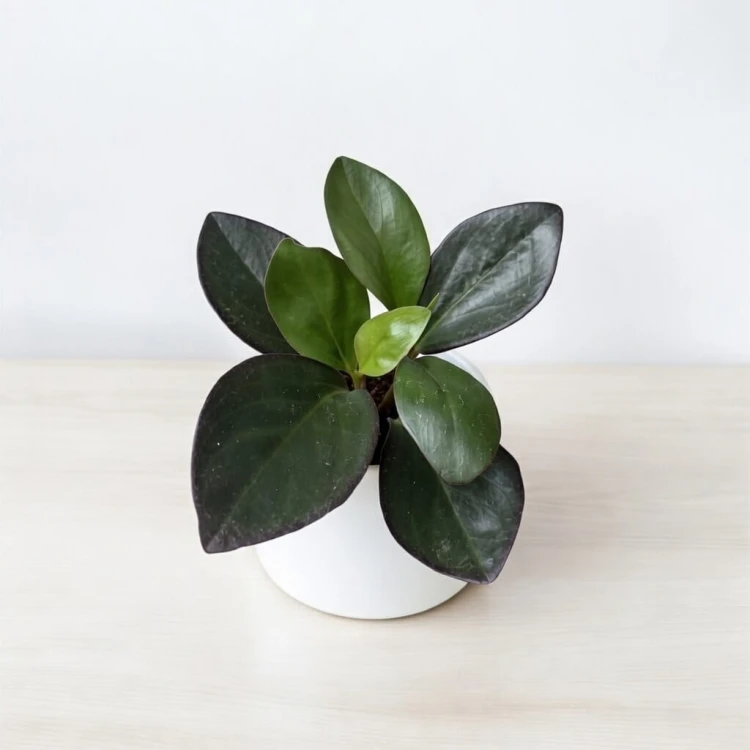 Peperomia clusiifolia Red Margin P9 #1