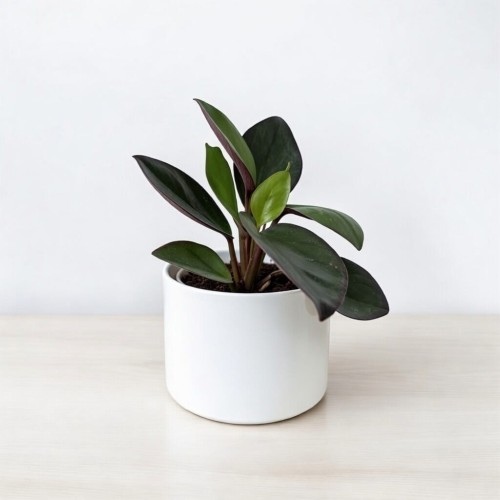 Peperomia clusiifolia Red Margin P9 #2